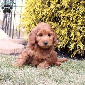 Lex, Mini Goldendoodle Puppy