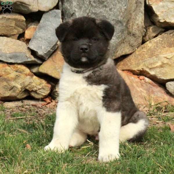 Liam, Akita Puppy