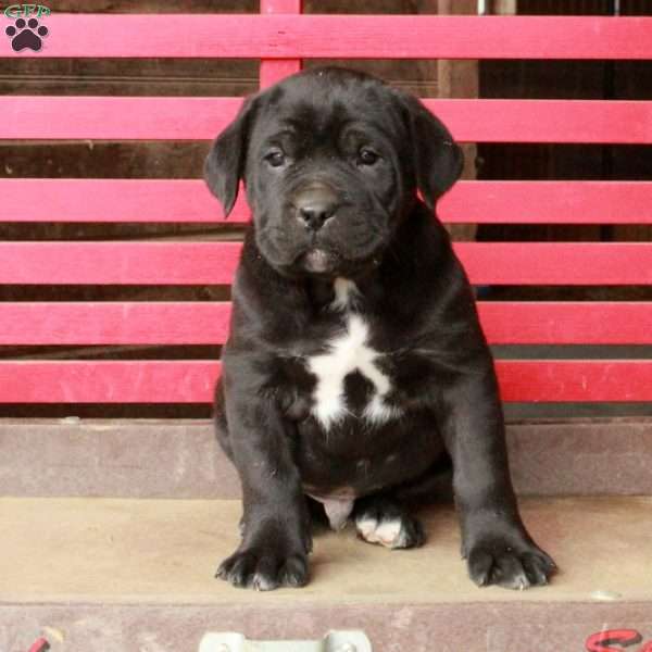 Liam, Cane Corso Puppy