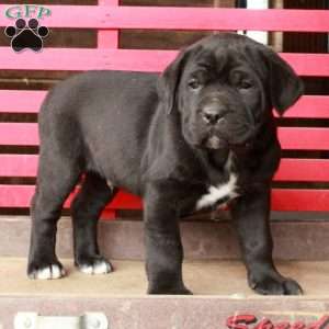 Liam, Cane Corso Puppy