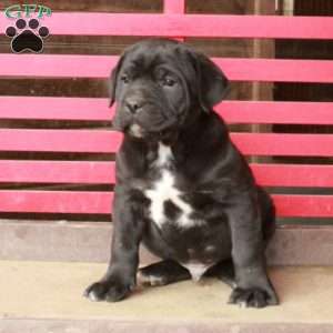 Liam, Cane Corso Puppy