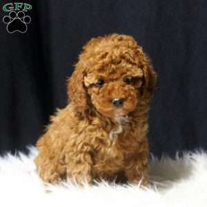 Liberty, Cavapoo Puppy