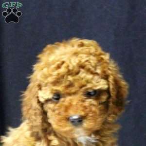 Liberty, Cavapoo Puppy