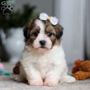 Lilac, Teddy Bear Puppy