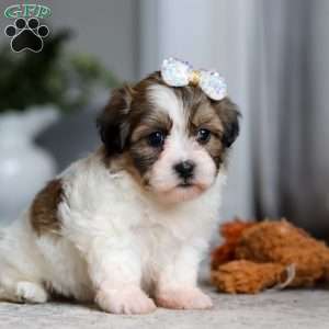 Lilac, Teddy Bear Puppy