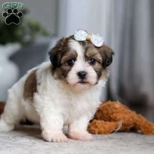 Lilac, Teddy Bear Puppy