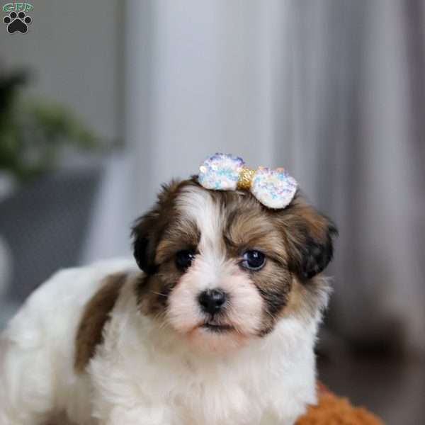 Lilac, Teddy Bear Puppy