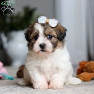 Lilac, Teddy Bear Puppy