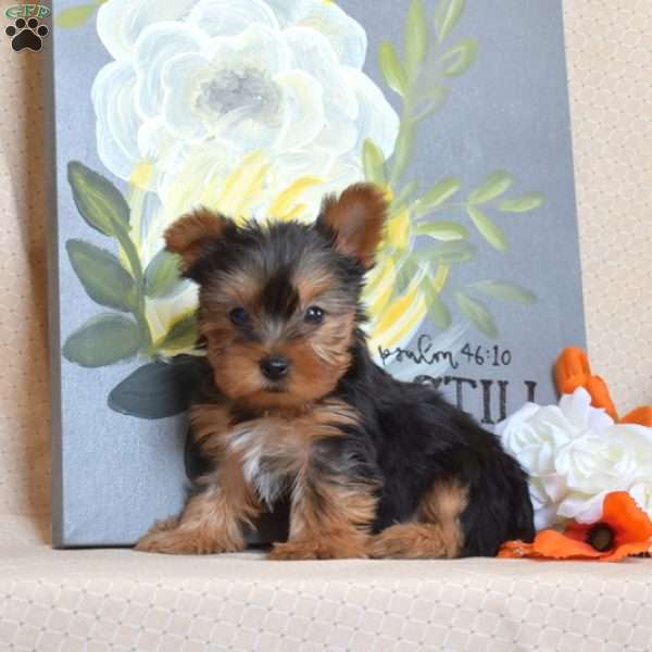 Lilo – Teacup, Yorkie Puppy