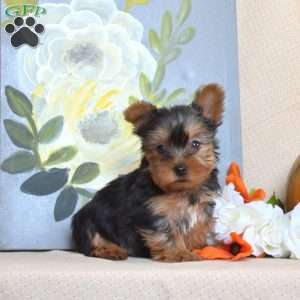 Lilo – Teacup, Yorkie Puppy