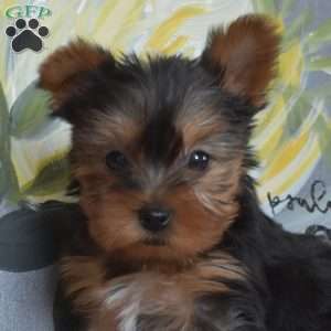 Lilo – Teacup, Yorkie Puppy