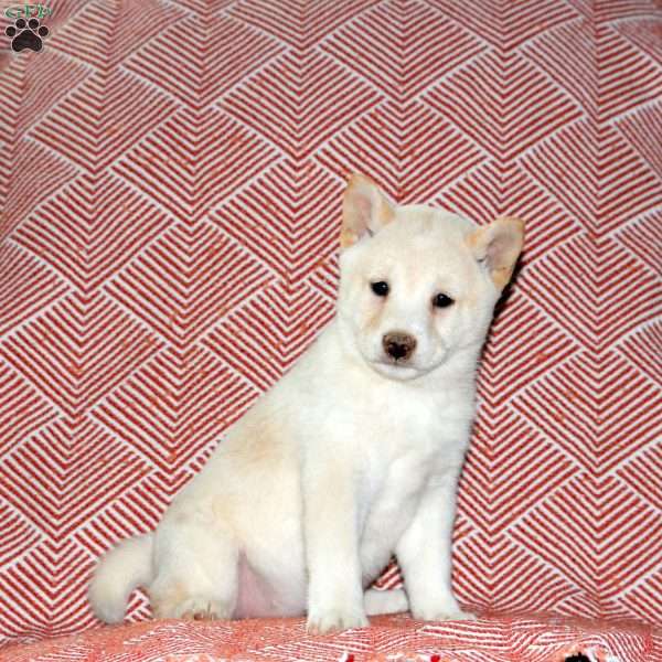 Lily, Shiba Inu Puppy