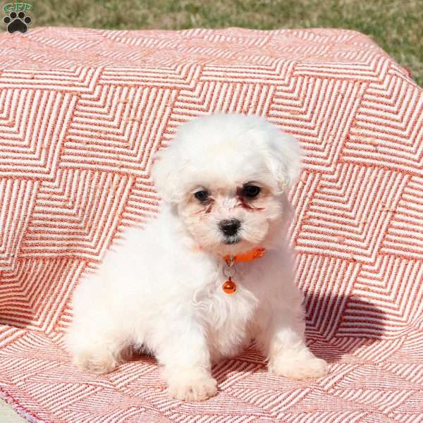 Lily, Bichon Frise Puppy