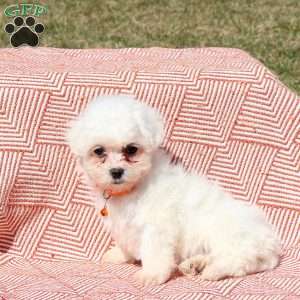 Lily, Bichon Frise Puppy