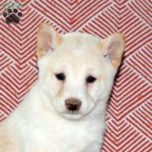 Lily, Shiba Inu Puppy