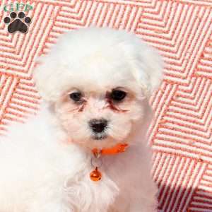 Lily, Bichon Frise Puppy