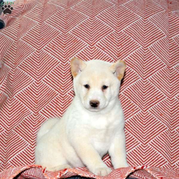 Link, Shiba Inu Puppy