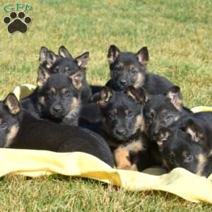 Atlas, German Shepherd Puppy