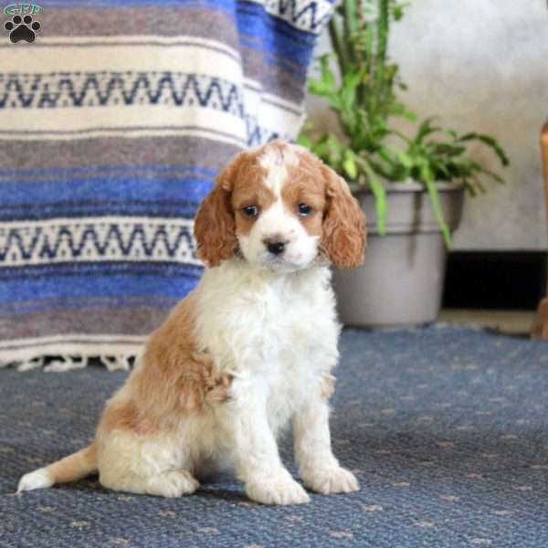 Lizzie, Cockapoo Puppy