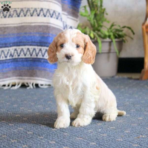 Lonnie, Cockapoo Puppy