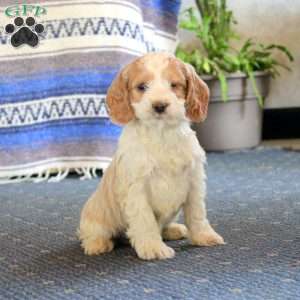 Lonnie, Cockapoo Puppy