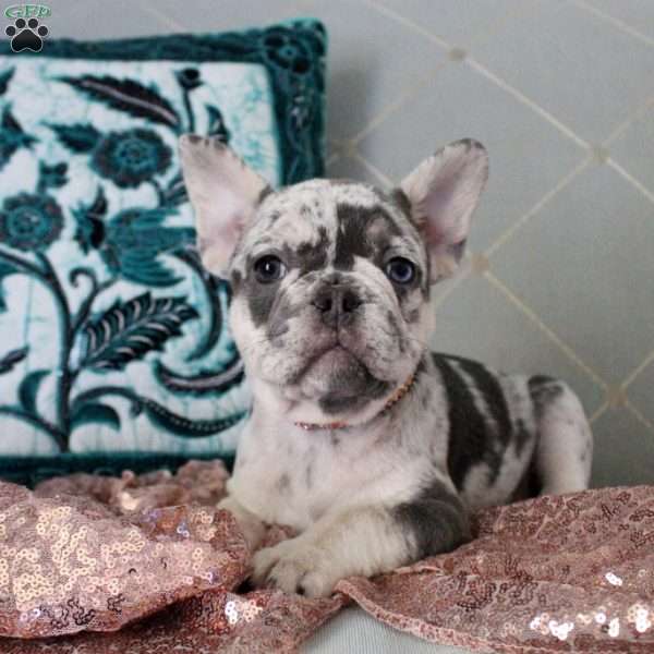 Loretta, French Bulldog Puppy