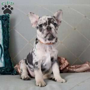 Loretta, French Bulldog Puppy