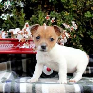 Loretta, Jack Russell Terrier Puppy