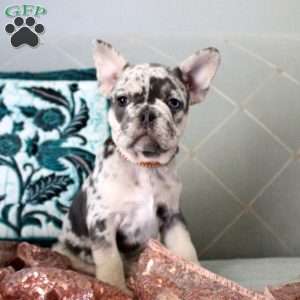 Loretta, French Bulldog Puppy