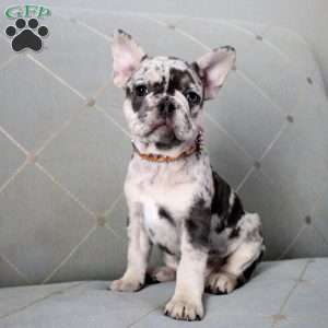 Loretta, French Bulldog Puppy