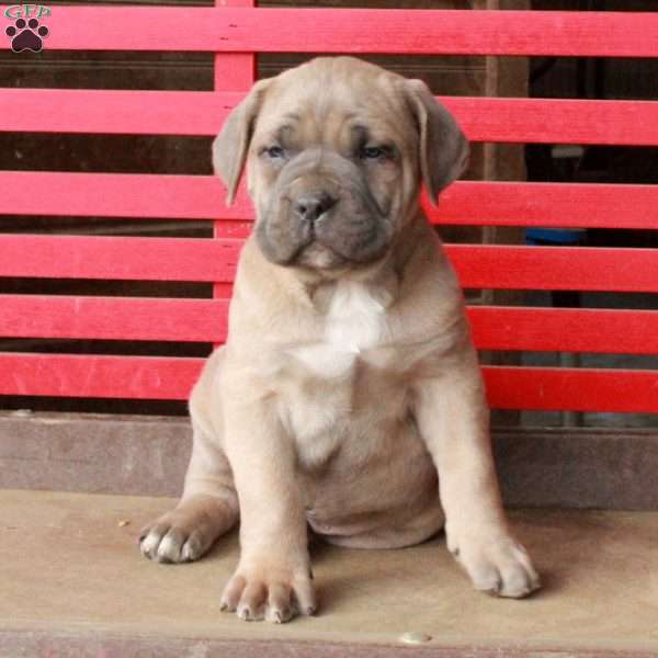 Lucas, Cane Corso Puppy