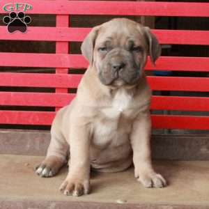 Lucas, Cane Corso Puppy