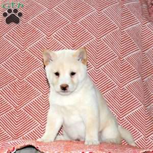 Lucas, Shiba Inu Puppy