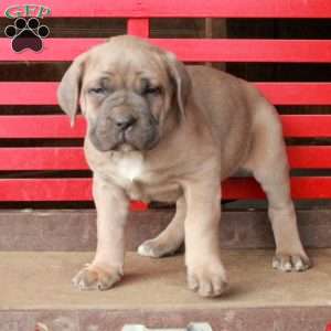 Lucas, Cane Corso Puppy