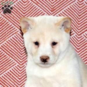 Lucas, Shiba Inu Puppy