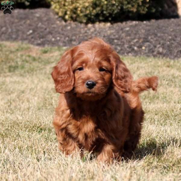 Lucas, Mini Goldendoodle Puppy