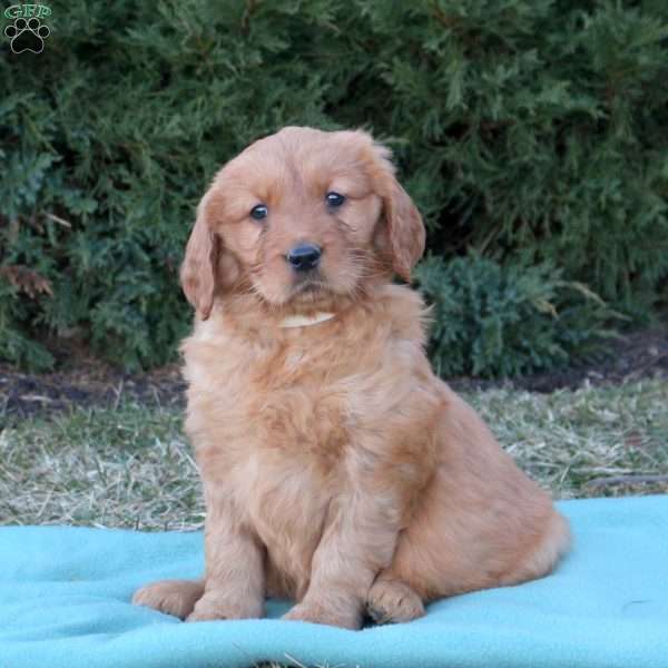 Lucky, Goldendoodle Puppy