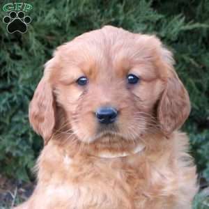 Lucky, Goldendoodle Puppy