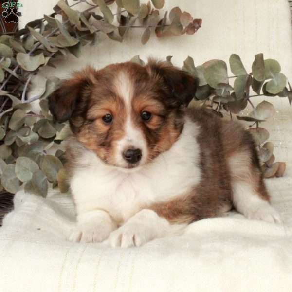 Lucky, Sheltie Puppy