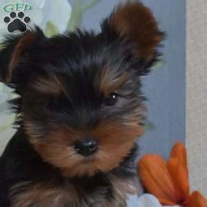 Lucky, Yorkie Puppy