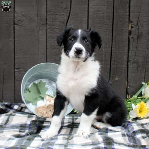 Lucky, Collie Mix Puppy