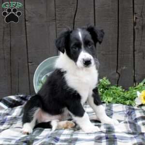 Lucky, Collie Mix Puppy