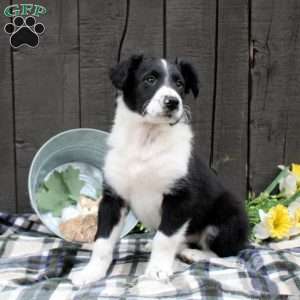 Lucky, Collie Mix Puppy