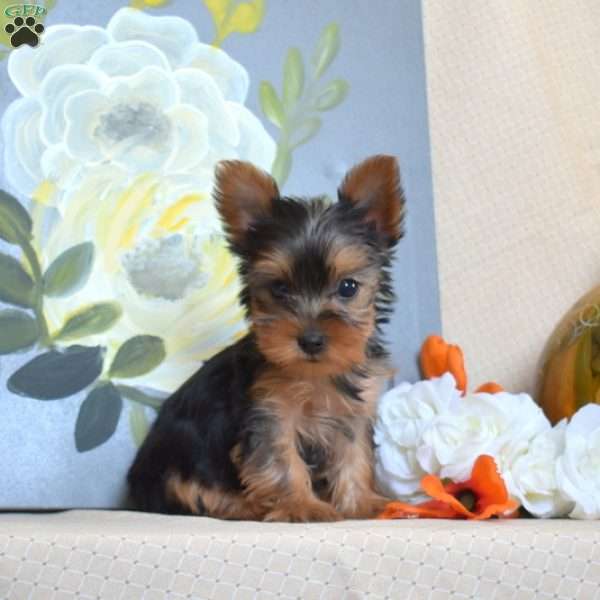 Lucy – Teacup, Yorkie Puppy