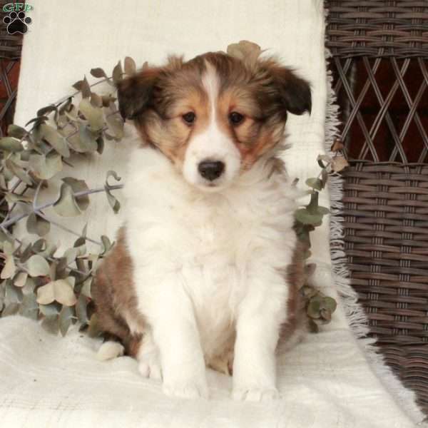 Lucy, Sheltie Puppy