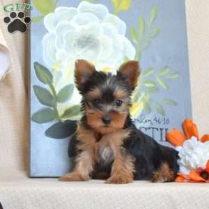 Lucy – Teacup, Yorkie Puppy