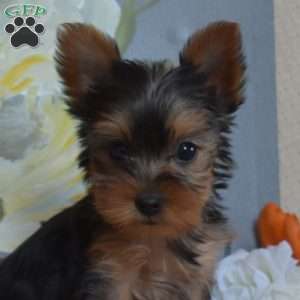 Lucy – Teacup, Yorkie Puppy