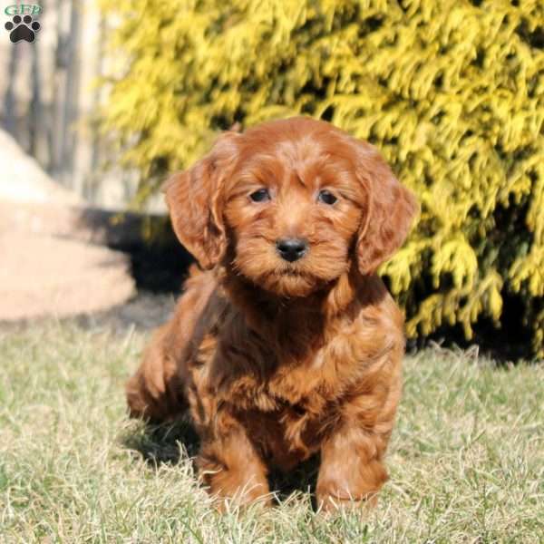 Lucy, Mini Goldendoodle Puppy