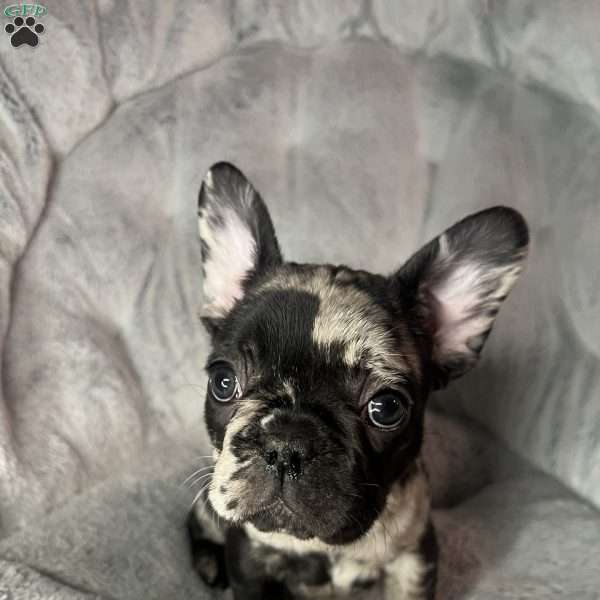 GALAXY, French Bulldog Puppy