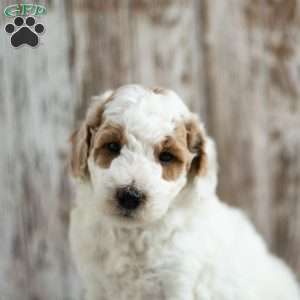 Mack, Mini Labradoodle Puppy